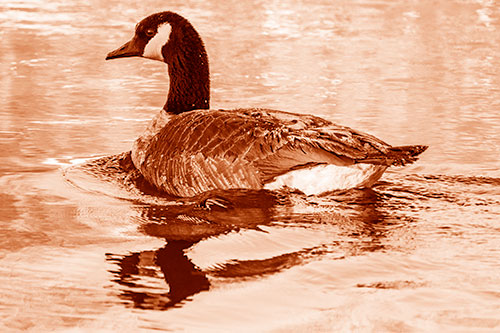 Swimming Goose Ripples Through Water (Orange Shade)