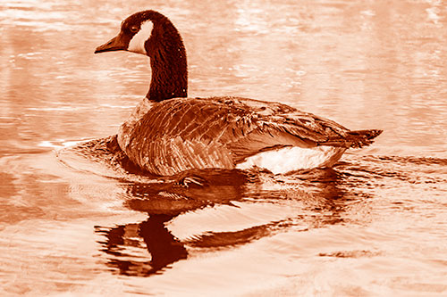 Swimming Goose Ripples Through Water (Orange Shade Photo)