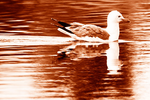 Swimming Seagull Lake Water Reflection (Orange Shade Photo)