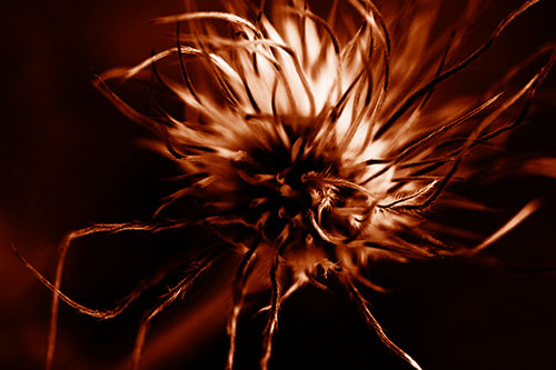 Swirling Pasque Flower Seed Head (Orange Shade Photo)