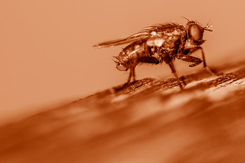 Tachinid Fly Curling Arm Among Sloping Wood (Orange Shade)
