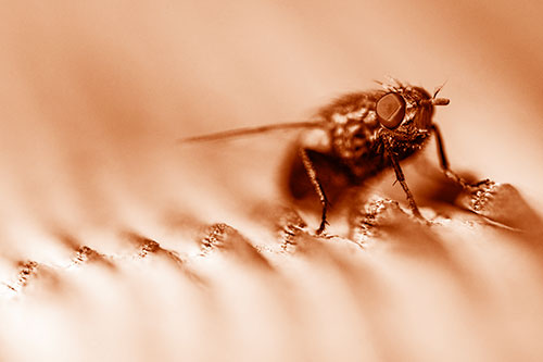 Tachinid Fly Poses Among Grooved Wood (Orange Shade)
