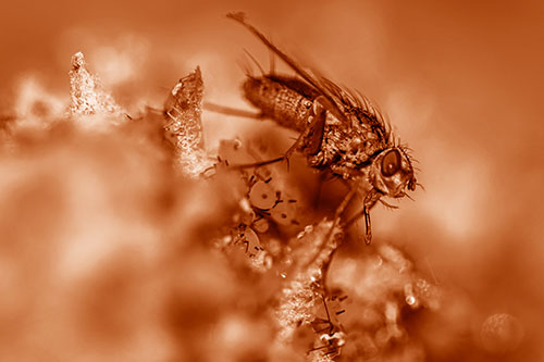 Tachinid Fly Terrorizing Aphids Among Milkweed Pod (Orange Shade)