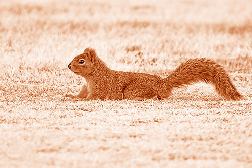 Tail Wagging Squirrel Sitting Among Dead Grass (Orange Shade)