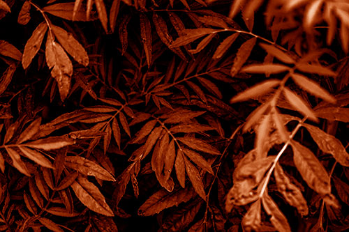Tattered Fern Plants Emerge From Darkness (Orange Shade Photo)