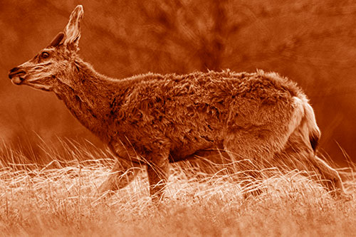 Tense Faced Mule Deer Wanders Among Blowing Grass (Orange Shade Photo)