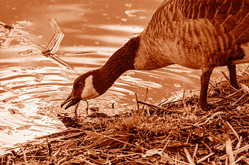 Thirsty Canadian Goose Drinking Water Along Shore (Orange Shade)