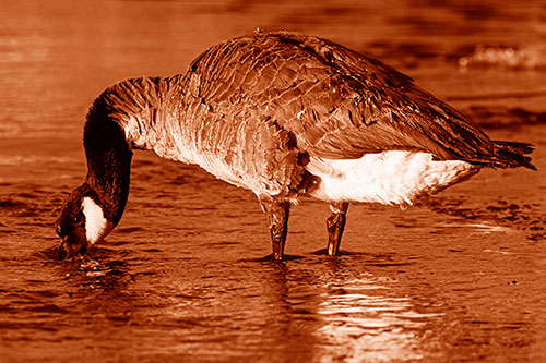Thirsty Goose Drinking Ice River Water (Orange Shade Photo)