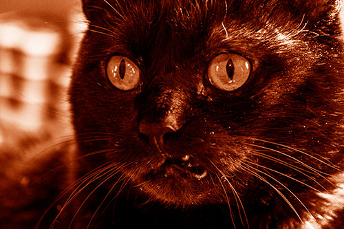 Thirsty Wide Eyed Black Cat (Orange Shade)