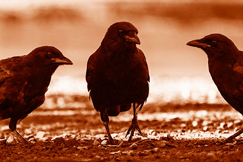 Three Crows Plotting Their Next Move (Orange Shade Photo)