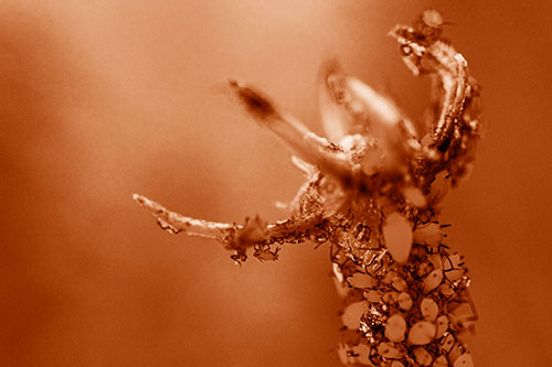 Tiny Aphids Gathered Among Milkweed Claw (Orange Shade)