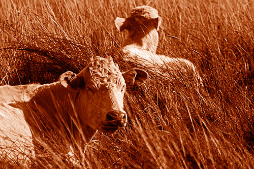 Tired Cows Lying Down Among Grass (Orange Shade Photo)