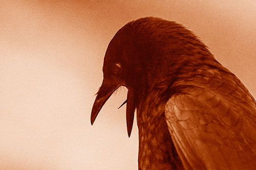 Tongue Curling Crow Cawing Downward (Orange Shade)