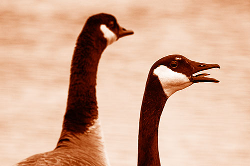 Tongue Screaming Canadian Goose Honking Towards Intruders (Orange Shade Photo)