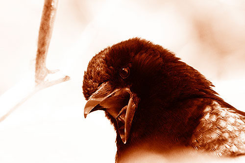 Tongue Screaming Crow Among Light (Orange Shade Photo)