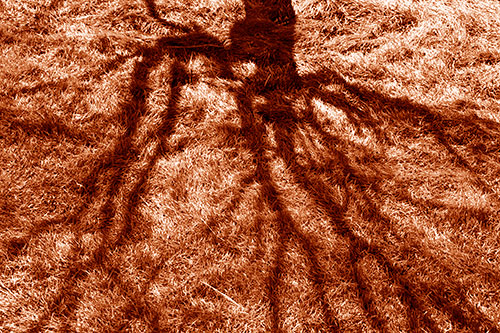 Tree Branch Shadows Creepy Crawling Over Dead Grass (Orange Shade Photo)