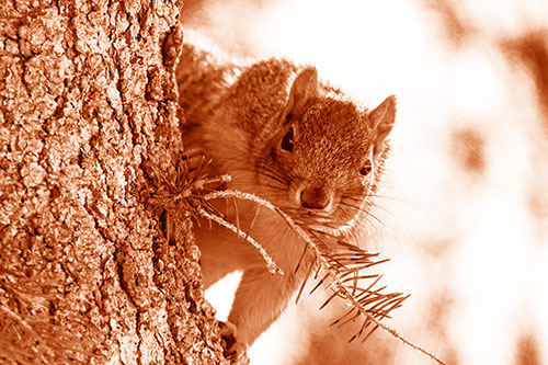Tree Peekaboo With A Squirrel (Orange Shade Photo)