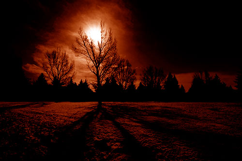 Tree Silhouette Holds Sun Among Darkness (Orange Shade Photo)