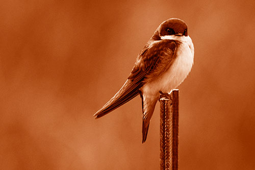 Tree Swallow Keeping Watch (Orange Shade Photo)