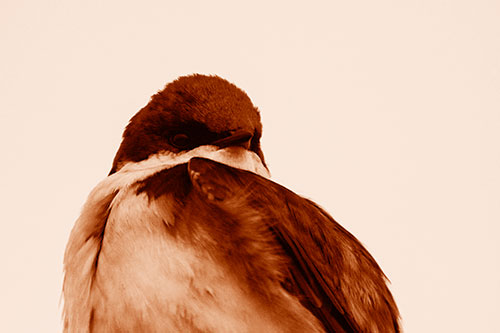 Tree Swallow Watching Surroundings (Orange Shade Photo)
