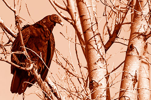 Turkey Vulture Perched Atop Tattered Tree Branch (Orange Shade Photo)