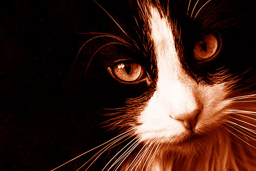 Tuxedo Cat Stares Among Darkness (Orange Shade)