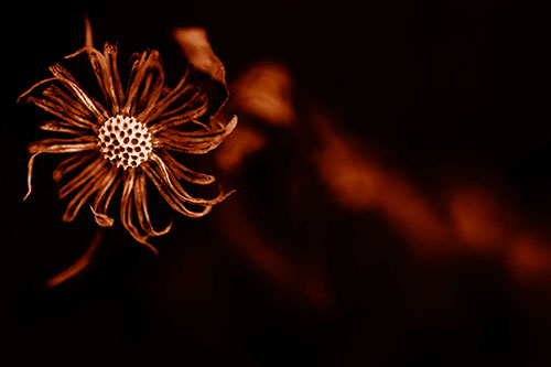 Twirling Aster Flower Among Darkness (Orange Shade Photo)