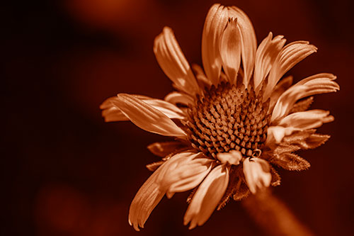 Twirling Petal Coneflower Among Shade (Orange Shade Photo)