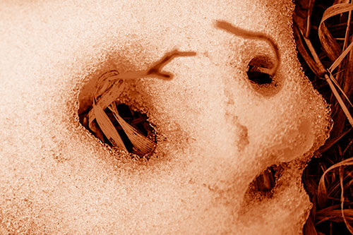 Twisting Grass Eyed Snow Face (Orange Shade)
