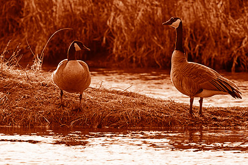 Two Canadian Geese Enjoying Sunset Among Shoreline (Orange Shade)