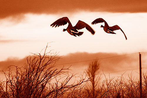 Two Canadian Geese Flying Over Trees (Orange Shade Photo)