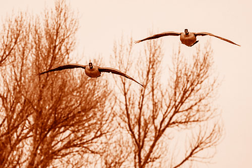 Two Canadian Geese Honking During Flight (Orange Shade Photo)