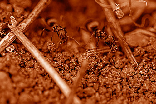 Two Carpenter Ants Working Hard Among Soil (Orange Shade Photo)