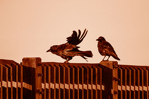 Two Crows Gather Along Wooden Fence (Orange Shade Photo)