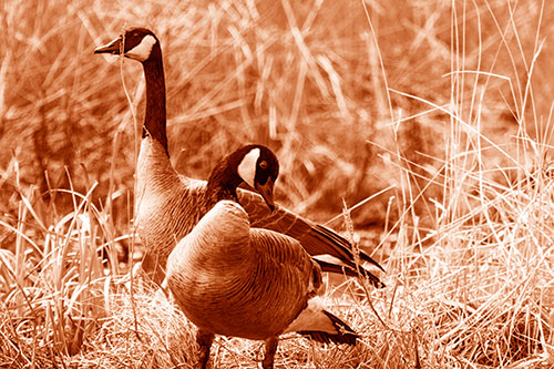 Two Geese Contemplating A Swim In Lake (Orange Shade Photo)