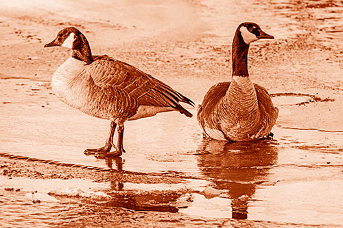 Two Geese Embrace Sunrise Atop Ice Frozen River (Orange Shade Photo)