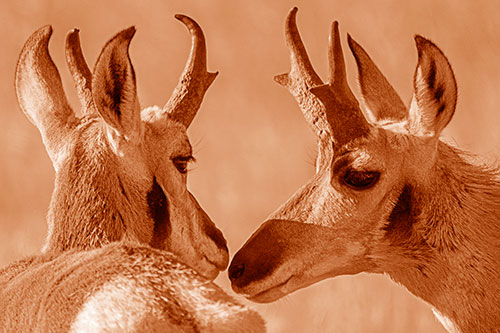 Two Loving Pronghorns Kissing Each Other (Orange Shade)