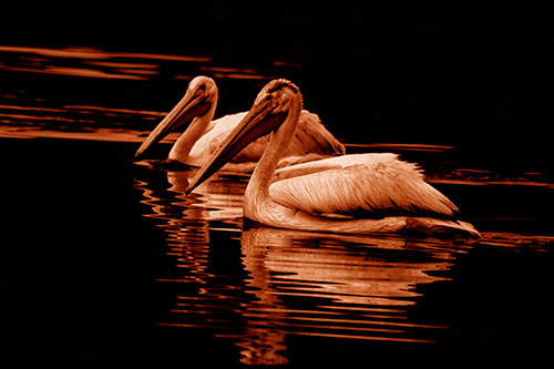 Two Pelicans Floating In Dark Lake Water (Orange Shade Photo)