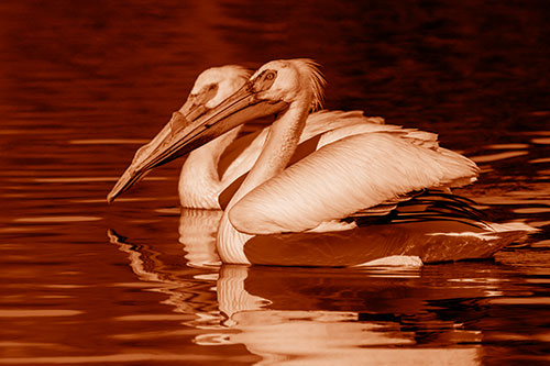 Two Pelicans Swimming In Unison (Orange Shade)