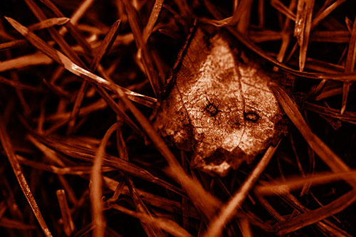 Upset Decaying Leaf Face Hiding Among Twisting Grass Blades (Orange Shade)