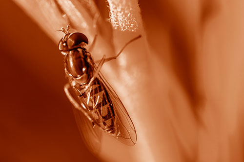 Vertical Leg Contorting Hoverfly (Orange Shade Photo)