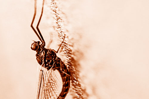 Vertical Perched Mayfly Sleeping (Orange Shade Photo)