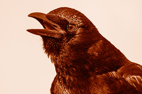 Vocal Crow Cawing Towards Sunlight (Orange Shade)