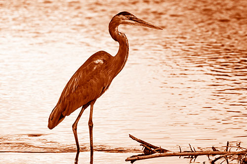 Wading Great Blue Heron Hunting Fish (Orange Shade)