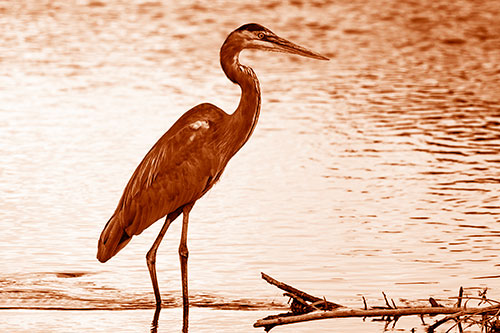 Wading Great Blue Heron Hunting Fish (Orange Shade Photo)