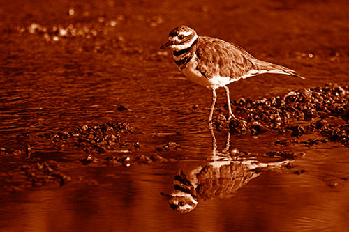 Wading Killdeer Wanders Shallow River Water (Orange Shade)