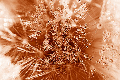 Water Dew Bubbles Among Dandelion Fluff (Orange Shade)