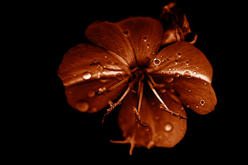 Water Droplet Primrose Flower After Rainfall (Orange Shade Photo)