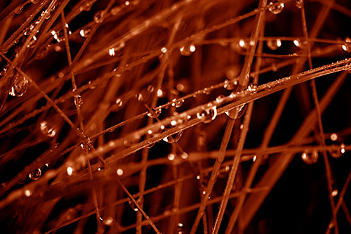 Water Droplets Hanging From Grass Blades (Orange Shade Photo)