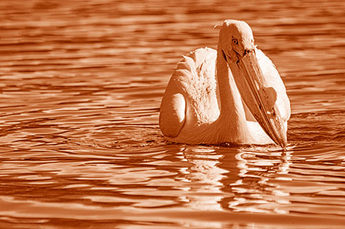 Water Floating Pelican Hunting For Food (Orange Shade)